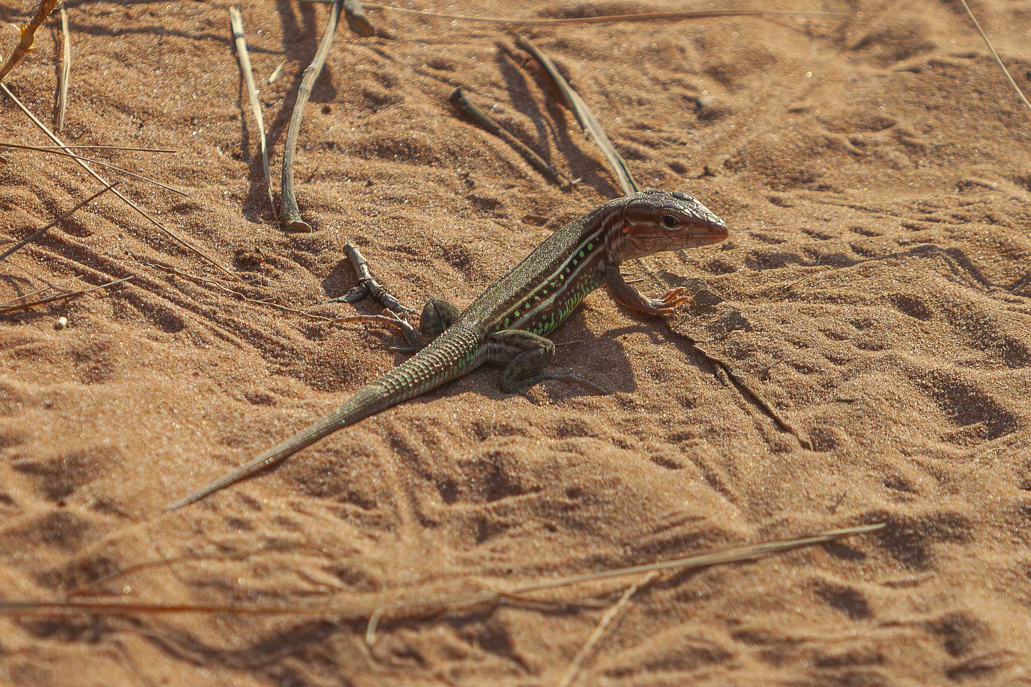 Imagem Expedição Chap Guim - ESEC Serra das Araras--54 da expedição de expedicoes/araras_25